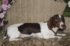 Choc and Tan Piebald Dachshund